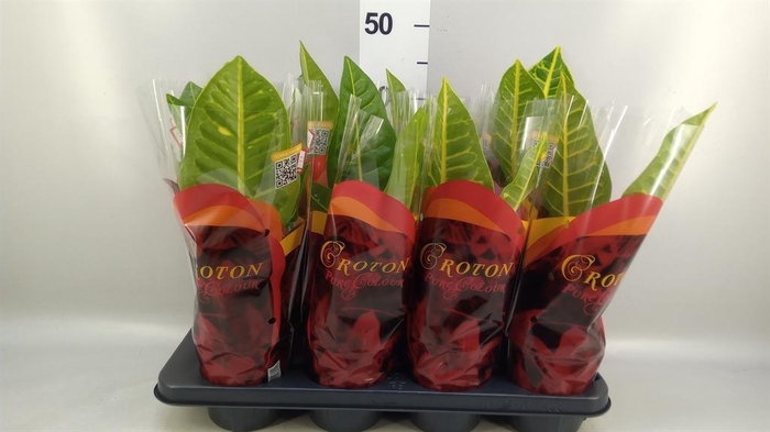 <h4>Codiaeum var. GR 'Petra'</h4>