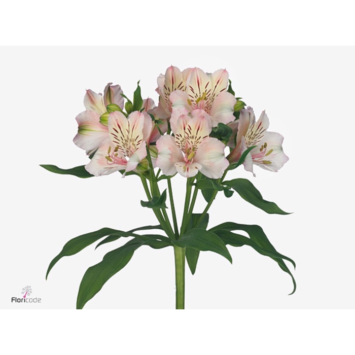 <h4>Alstroemeria Famke</h4>