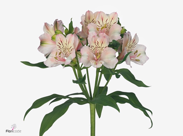 Alstroemeria Famke