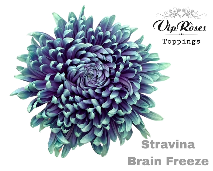 <h4>CHR G STRAVINA BRAIN FREEZE</h4>