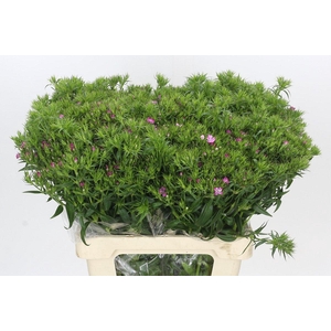 Dianthus Br Amazon Rose Magic