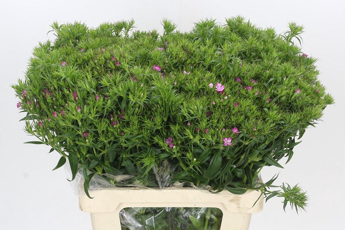 <h4>Dianthus Br Amazon Rose Magic</h4>