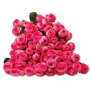 Rosa TR 'Giselle' Flora Ola