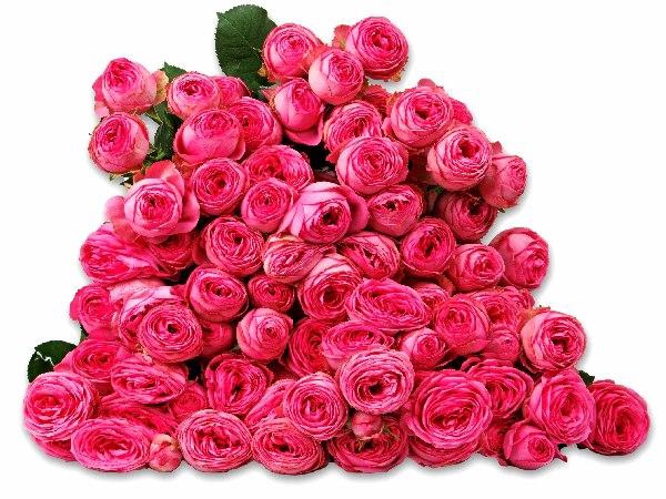 <h4>Rosa TR 'Giselle' Flora Ola</h4>