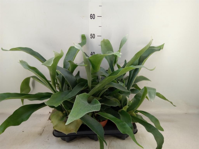 <h4>Platycerium bifurc.</h4>