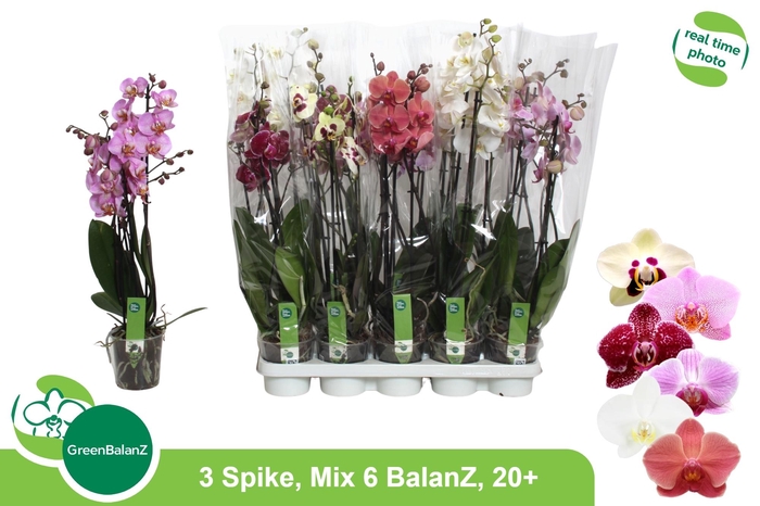 <h4>PHAL GEM 6 KL</h4>