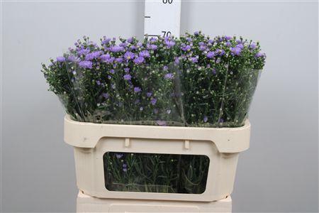 <h4>Aster Cassandra</h4>