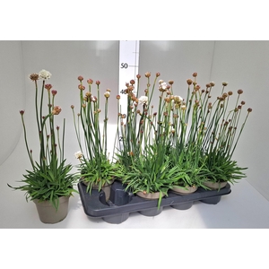 ARMERIA MARITIMA