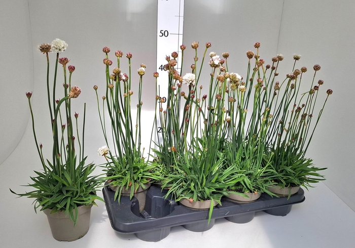 <h4>ARMERIA MARITIMA</h4>