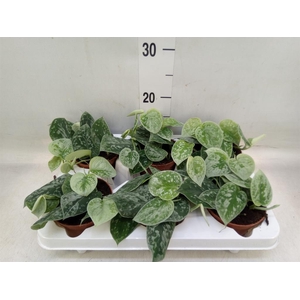 Scindapsus pictus 'Silvery Ann'