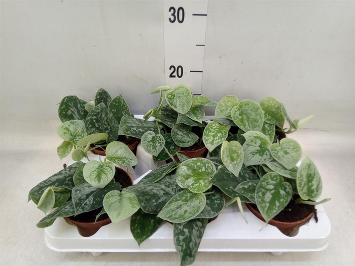 <h4>Scindapsus pictus 'Silvery Ann'</h4>