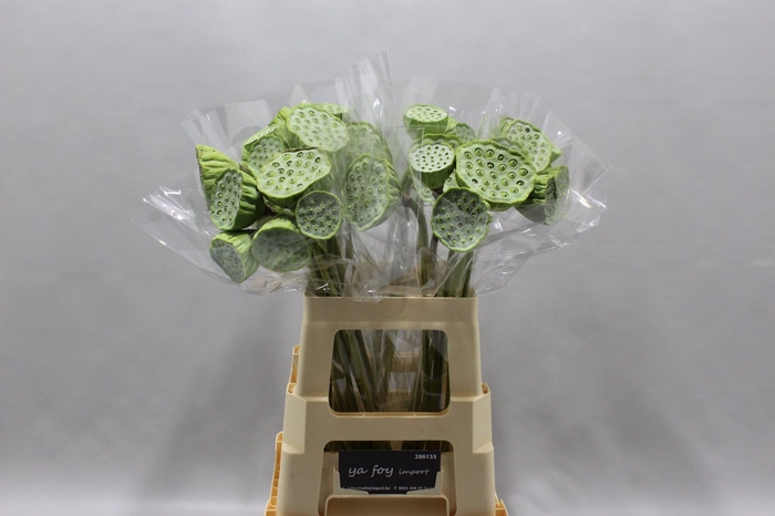 <h4>NELUMBO NUCIFERA</h4>
