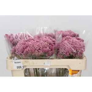 Ozothamnus Booming Pink