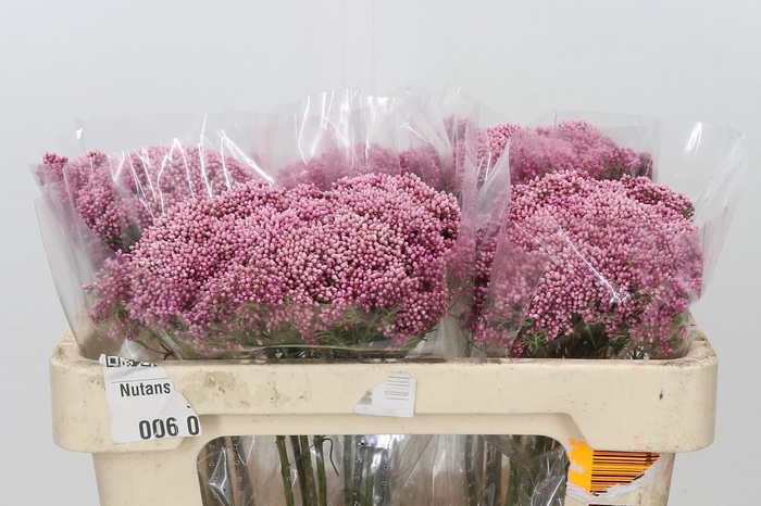 <h4>Ozothamnus Booming Pink</h4>