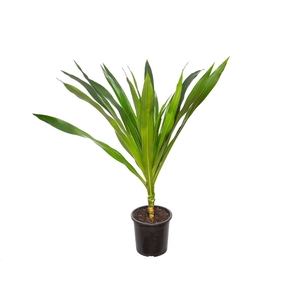 DRACENA ARBOREA P23