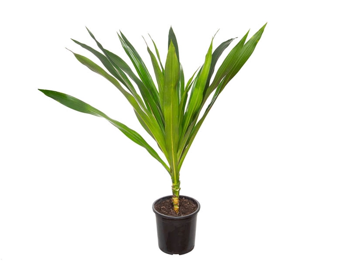 DRACENA ARBOREA P23