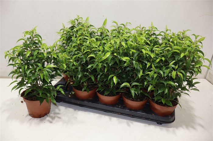 <h4>Fic Be Natasja</h4>