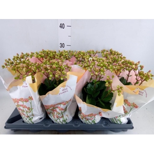 Kalanchoe   ...