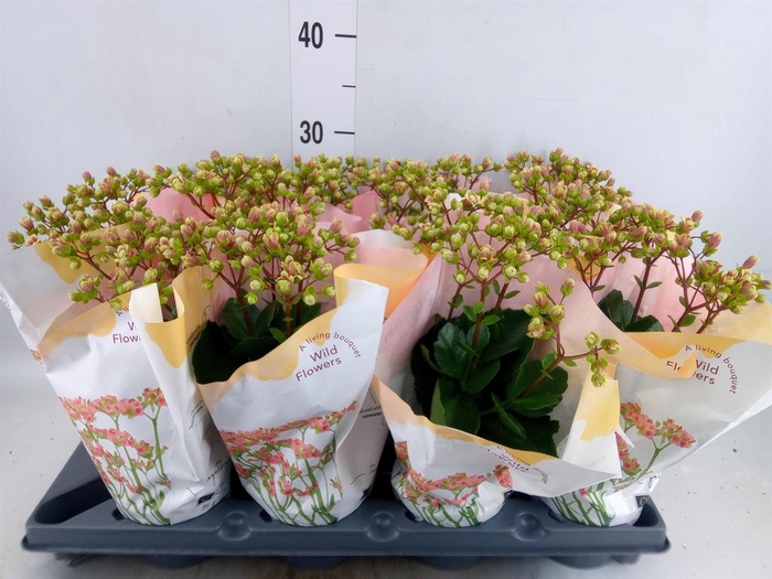 <h4>Kalanchoe   ...</h4>
