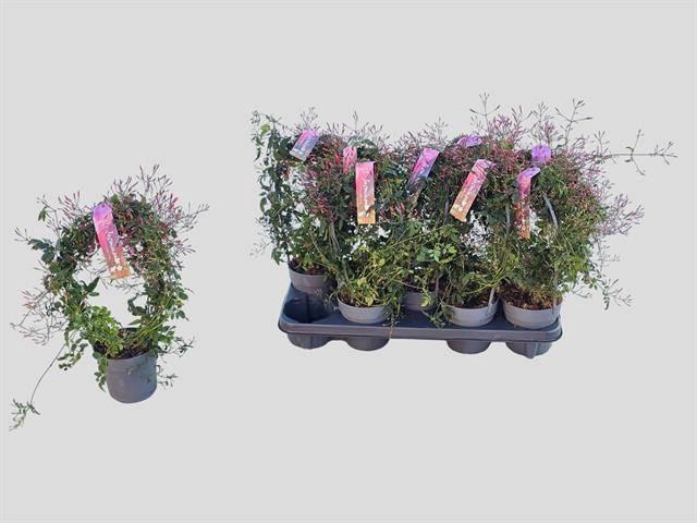 <h4>JASM POLYANTHUM RZ</h4>