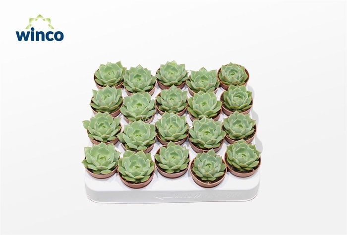 <h4>Echeveria Ramilette</h4>