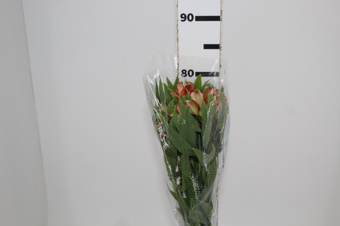 <h4>ALSTROEMERIA MOTION 080 CM LARANJA</h4>