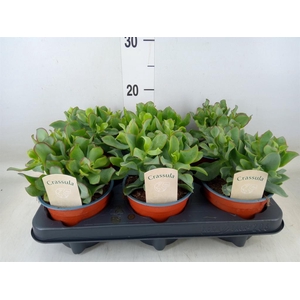 Crassula arborescens 'Curly'