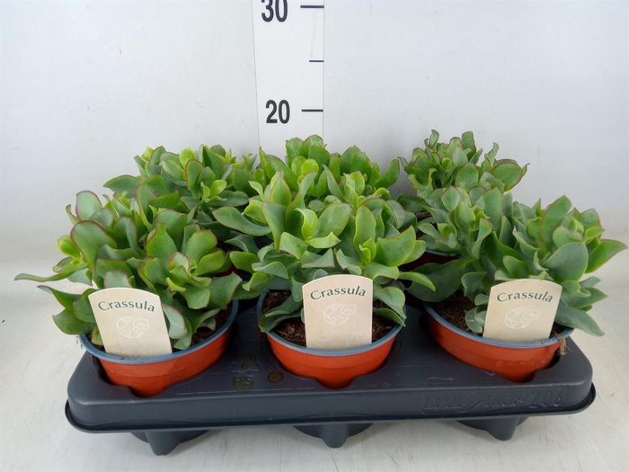 <h4>Crassula arborescens 'Curly'</h4>