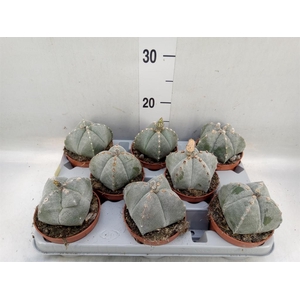 Astrophytum myriostigma