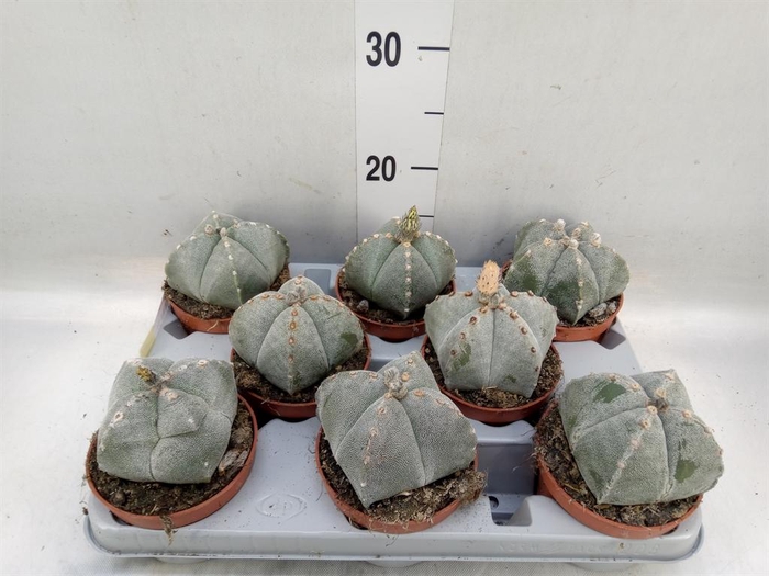 <h4>Astrophytum myriostigma</h4>