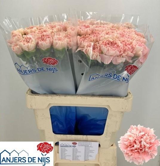 <h4>DI ST PASTEL CRIMEA</h4>