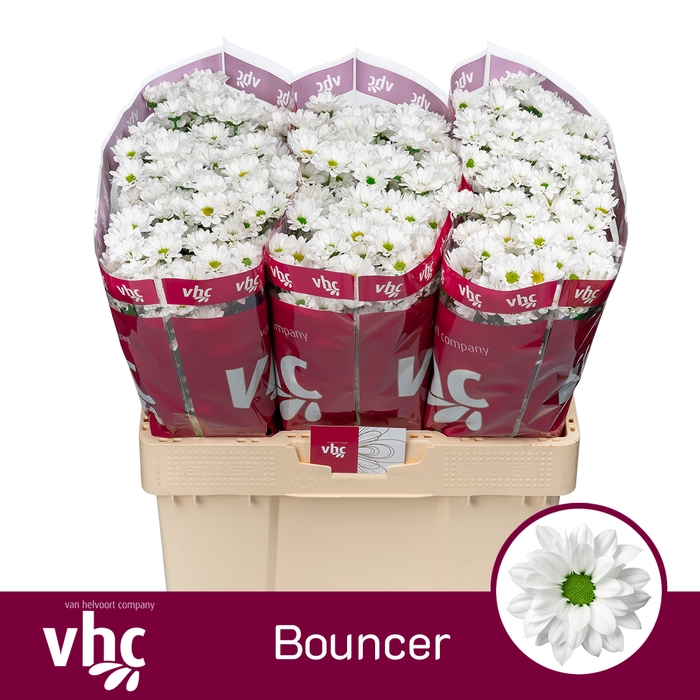 <h4>CHR S AAA BOUNCER</h4>