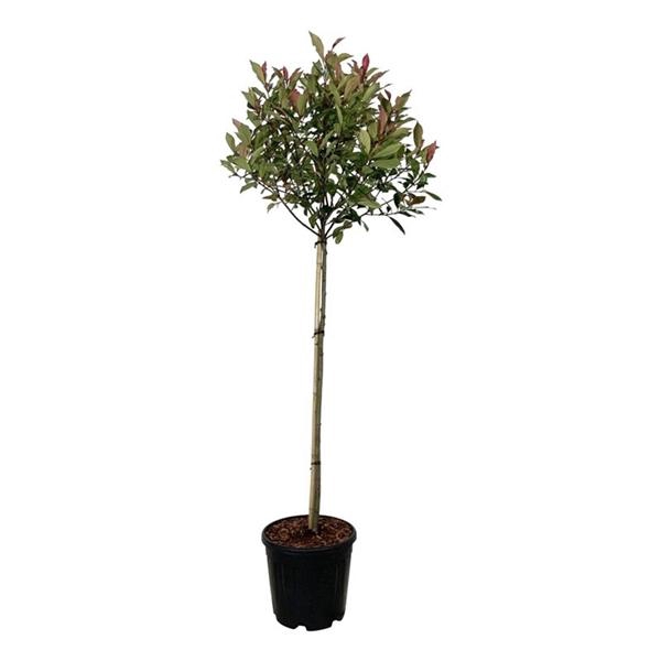 <h4>Photinia fraseri 'Robusta Compacta'</h4>