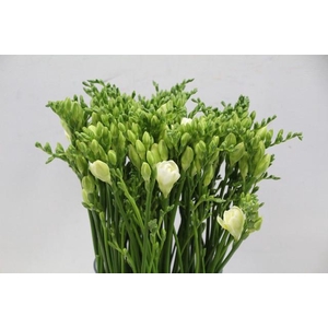 Freesia do versailles