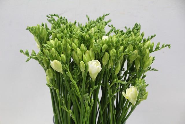 <h4>Freesia do versailles</h4>