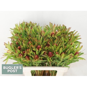 LEUCADENDRON  'AYOBA CHERRY PEARL'