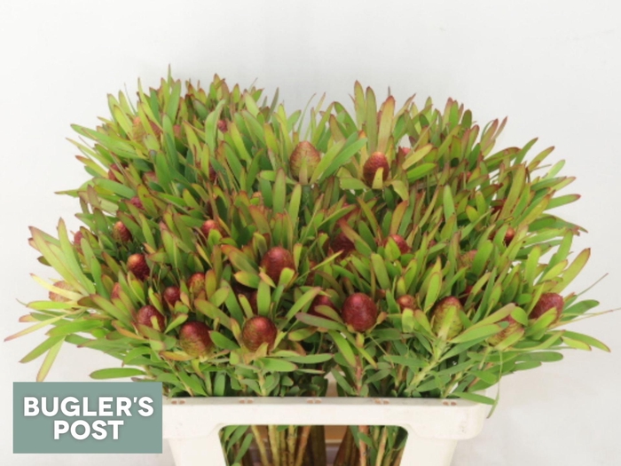 <h4>LEUCADENDRON  'AYOBA CHERRY PEARL'</h4>