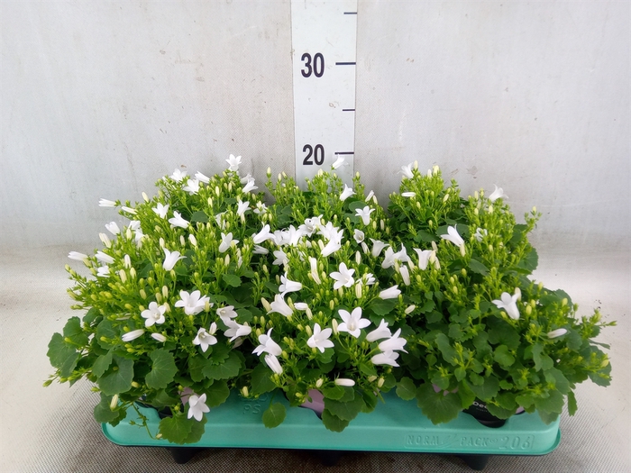 <h4>Campanula porten. 'Porto White'</h4>