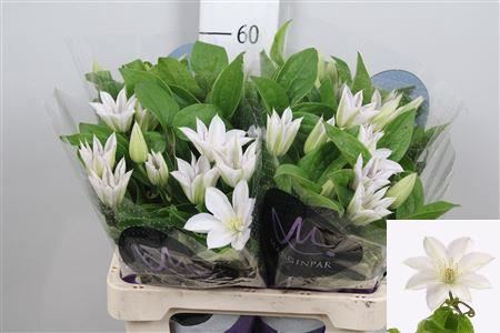 <h4>Clematis  'Amazing Vienna'</h4>