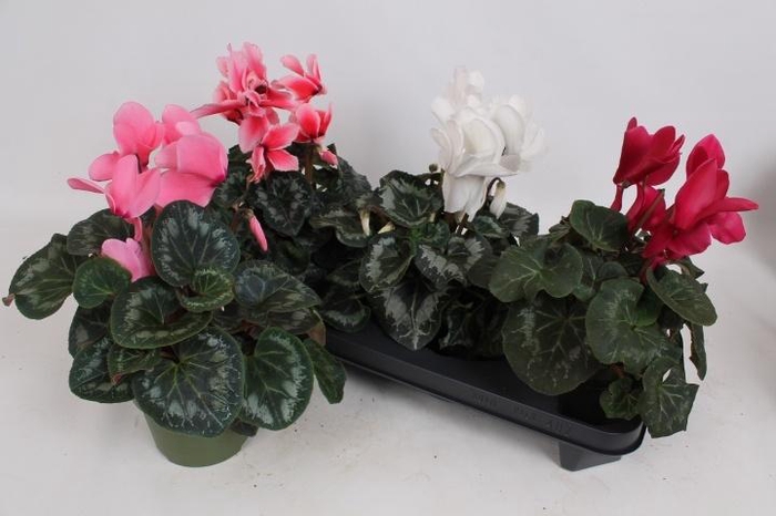 <h4>CYCL GR SUP MAMMOTH</h4>