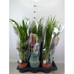 Dypsis lutescens   ...Chrysalidoca