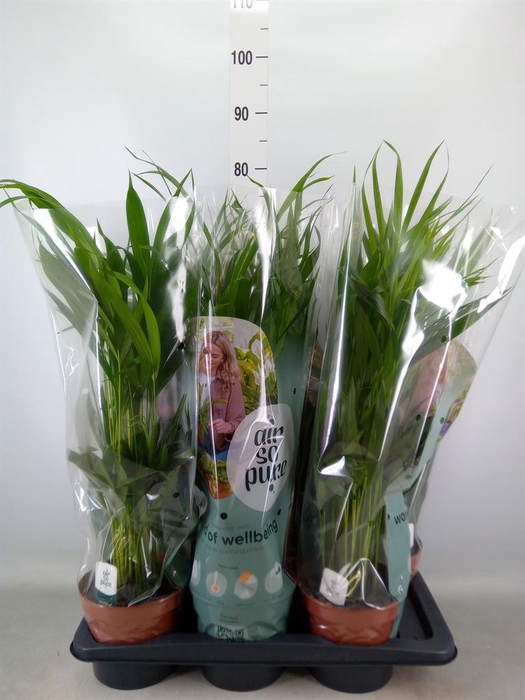 <h4>Dypsis lutescens   ...Chrysalidoca</h4>