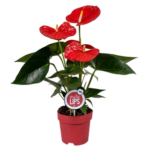 MoreLIPS® Anthurium Minnesota