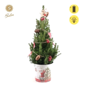 Picea gl. 'December'® P19 in Zinc Santa + Winterlight-Skate + Star on Loop