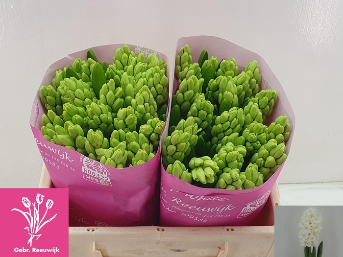 <h4>HYAC TOP WHITE</h4>