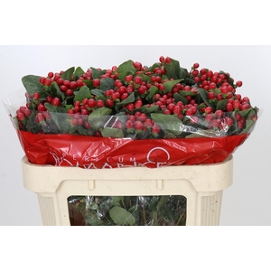 Hypericum True Romance Spray