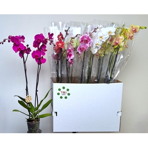 PHAL GEM 8 KL