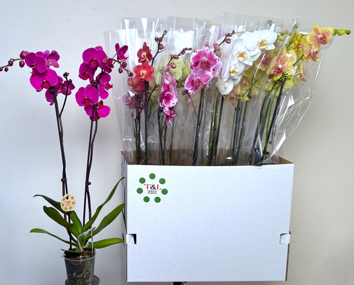 <h4>PHAL GEM 8 KL</h4>