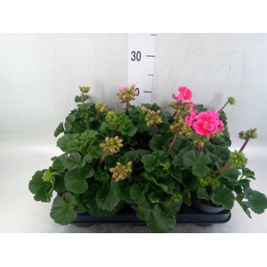 Pelargonium zona.   ...F1
