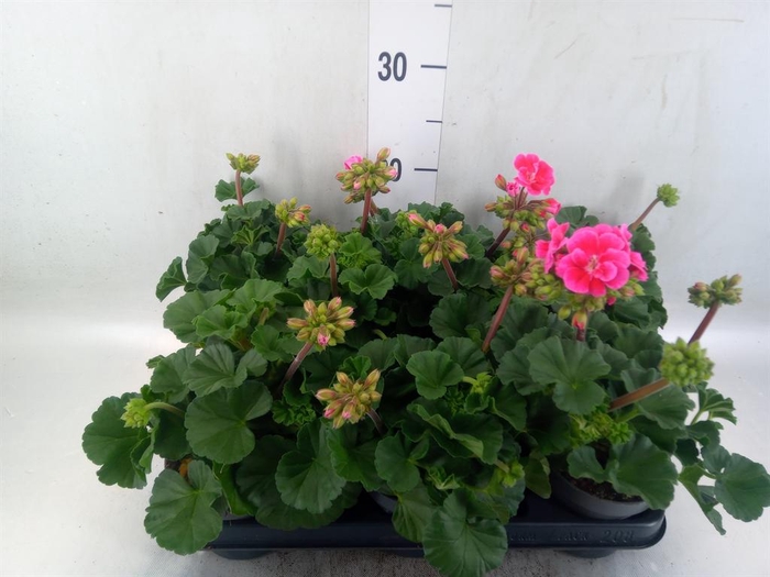 <h4>Pelargonium zona.   ...F1</h4>